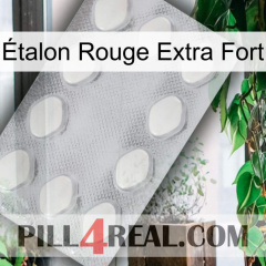 Étalon Rouge Extra Fort 16